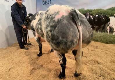 BBG Belgian Blue Group